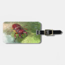 Pesquisar por besouro bagagem tags Natureza
