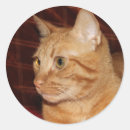 Pesquisar por perfil adesivos Gato