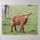 Pesquisar por goat pôsteres pósteres Qualquer pessoa