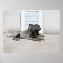 Pesquisar por sharpei pôsteres pósteres Animal