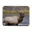 Pesquisar por chifres touro imas Wyoming