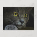 Pesquisar por intenção cartoes postais Gato