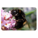 Pesquisar por ocupado imas Fotografia