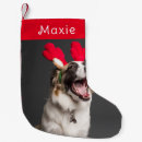 Pesquisar por cães meias de natal Cachorros