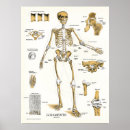 Pesquisar por o esqueleto humano artes pósteres Médico
