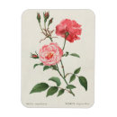 Pesquisar por botanical imas Flores