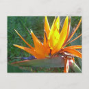 Pesquisar por tropical flowers cartoes postais Qualquer pessoa