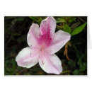 Pesquisar por azáleas brancas cartoes postais Fotografia