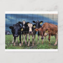 Pesquisar por vaca cartoes postais Texas