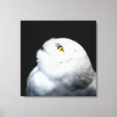 Pesquisar por coruja amarela pôsteres pósteres Branco