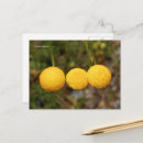 Pesquisar por flores amarelas douradas cartoes postais Floral