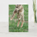 Pesquisar por cabras cartoes Criança