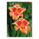 Pesquisar por hemerocallis Fotografia