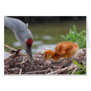 Pesquisar por pintinho amarelo cartoes postais Para ele