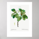 Pesquisar por vintage botanical pôsteres pósteres Floral