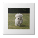 Pesquisar por friso azulejos Frise do bichon