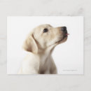 Pesquisar por cães pequenos cartoes postais Fotografia