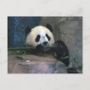 Pesquisar por panda preto branco cartoes postais Animal