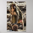 Pesquisar por babuina pôsteres pósteres Primata