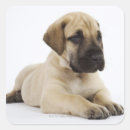 Pesquisar por great adesivos Animal
