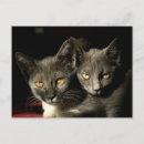 Pesquisar por gato da mãe cartoes postais Para pets