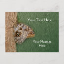 Pesquisar por borboleta marrom cartoes postais Natureza