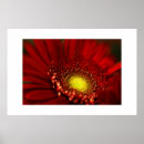 Pesquisar por margarida vermelha pósteres Gerbera