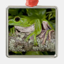 Pesquisar por rã ornamentos Natureza