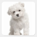 Pesquisar por caninos adesivos Cachorrinho