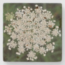 Pesquisar por anne porta copos Flor