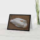 Pesquisar por pelicano branco americano cartoes Aves
