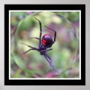 Pesquisar por aranha viúva negra pôsteres pósteres Natureza