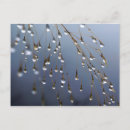 Pesquisar por gotas orvalho cartoes postais Borrão