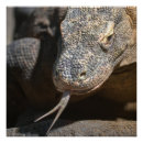 Pesquisar por dragão de komodo pôsteres pósteres Para todos