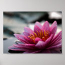 Pesquisar por photographic Nature