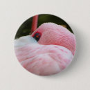 Pesquisar por flamingo botons Fotografia