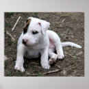 Pesquisar por terrier de pitbull pósteres Poço