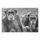 Pesquisar por chimpanzé pôsteres pósteres Animais