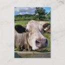 Pesquisar por vacas cartao de visita Qualquer pessoa