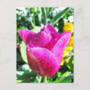 Pesquisar por rosa magenta cartoes postais Natureza