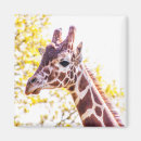 Pesquisar por giraffe imas Manchas