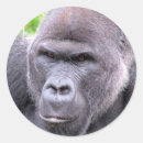 Pesquisar por cara macaco adesivos Animais