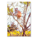 Pesquisar por macaco folha artes pósteres Natureza