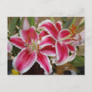 Pesquisar por estrelas cartoes postais Rosa