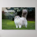 Pesquisar por ragdoll pósteres Animal de estimação