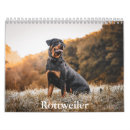 Pesquisar por rottweiler calendarios Cão