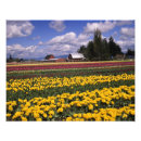 Pesquisar por vermelho da tulipa pôsteres pósteres Washington