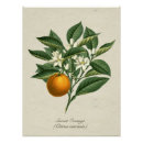 Pesquisar por ilustração botânica antiga pôsteres pósteres Natureza