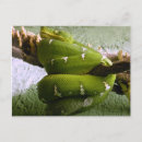 Pesquisar por cobra verde cartoes postais Natureza