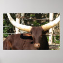 Pesquisar por vaca com chifres pôsteres pósteres Longhorn